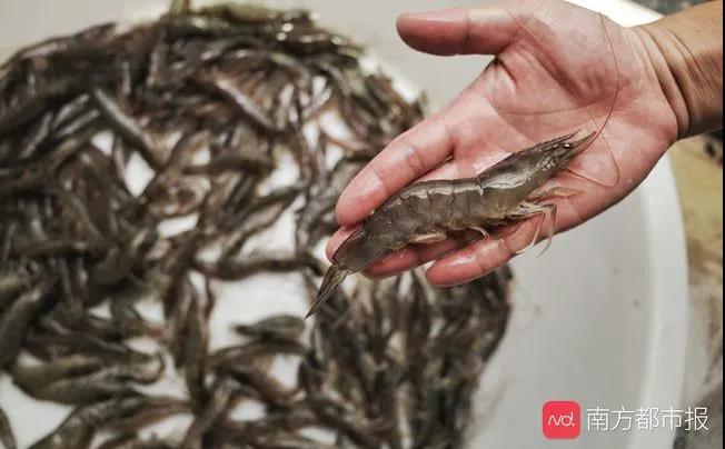广东湛江绿色水产养殖探索：深水网箱仿天然养殖鱼类，肉质堪比野生！