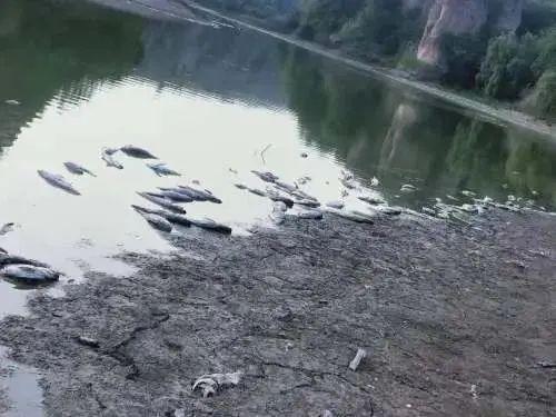 今年早些时候，黑豹峪水库鱼苗大量死亡