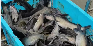 这条鱼太火了，预制菜产业把它捧上天！2022年投苗激增40%，全国多地掀起转养潮