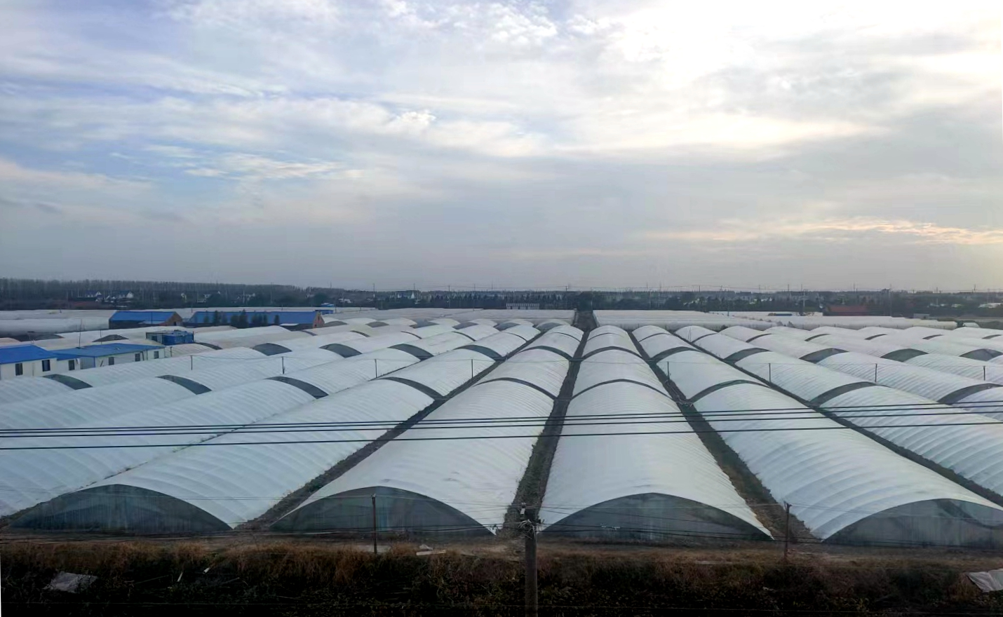 太难了！历经高温、台风、寒潮、EHP爆发…江苏秋茬小棚虾成功率要降20%！