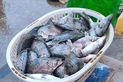 鱼价大跌、病鱼频发、饵料最高涨0.5元/斤！卖鱼还是等价，鳜鱼养殖户陷入多重考验！ | 杰大饲料联合播报