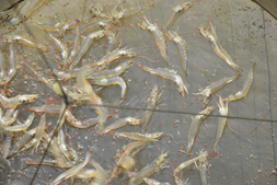 成功率高达100%,料比1.1!揭秘实力派高手的“出圈”秘诀