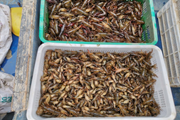 虾苗开价超30元/斤!2023年养小龙虾要想赚钱,该转变思路了