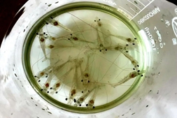 虾农们注意了!2023早春弧菌大爆发,偷死、养不大、玻璃苗等问题卷土重来,局地发病率超8成