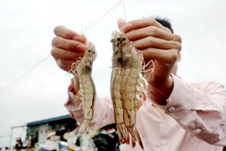 “零”排塘率!90天出30头大虾,最高棚产2300斤,海茂“科里莫”虾苗打响广东小棚第一枪
