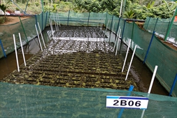 涨势令人惊叹！市场牛蛙缺货，厂家加价收蛙，养殖户卖蛙利润可观，亩利润能达到10万元