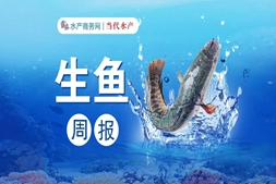 还在跌！中鱼跌破“7”字大关，养殖户恐慌性出鱼，行情何时能好转？