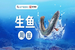 烂市！生鱼白菜价，部分规格跌到6元大关，流通商收鱼意愿不大...