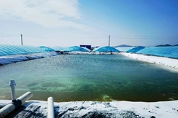 大雪封路！全国多地白虾稳中有降，广东罗虾再涨2-3元/斤｜粤海联合播报