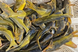 突破20元/斤,鱼价创十年历史新高!这条令人又爱又恨的“黄金鱼”该怎么养?