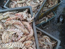 长速快7~10天！精准控制虾进食量，这位养殖户“智能化”养虾实现降本增效