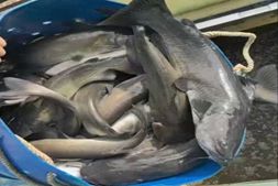 河南红鮰飙涨0.7元/斤！四川小鱼“腰斩”，养殖户：卖还是不卖？|华扬动保联合播报㊾