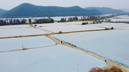 亩产从1000斤提升到4000斤，一个好模式带动一个镇致富！ | 中渔360°风送投料机③
