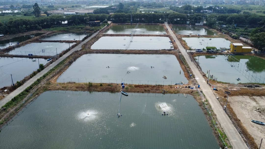 8造连赢！“90后”福建小伙改写土塘极限：提前20天上市，冲刺亩产4000斤 | 中渔360°风送投料机⑤