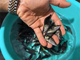 提前15天出虾，鳜花标苗成活率90%……他们用这些小妙招挺过了行业“寒冬”