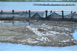 湛江26个网箱一夜覆没，500多万投入打水漂，元凶竟是上游泄洪水浮莲