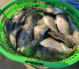 月底有望突破40元/斤！市场需求回暖，鳜鱼最高涨1元/斤！｜海南卓越联合播报⑳