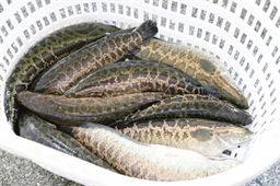 大鱼冲破10元大关！中鱼却“卖一塘亏一塘”，部分流通商被迫减产停工 | 生鱼周报㉖