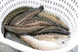 跌麻了!大鱼两周跌超1元/斤,流通商“开一塘亏一塘”,收鱼量锐减30% | 生鱼周报㊲