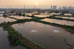 亩产2440斤!这塘试验虾“刷屏”均安养虾圈