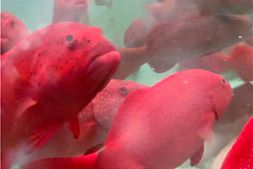 斤鱼省5块，长途运输100%存活！东星斑国产料的优势正不断被挖掘