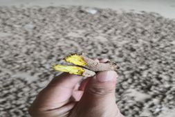 从“土大黄”乱象到“麻黄茎”误用：一个愤而跨界的中药博士，只做“人药级”原料