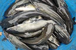 开年就“疯涨”！叉尾标鱼飚至9元！后市还要继续涨？| 鮰鱼周报①