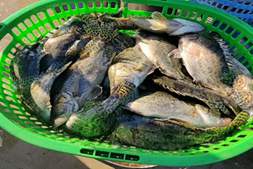 爽市！鳜鱼统货最高涨2.5元/斤，供应收紧带动多地回暖｜海南卓越联合播报①