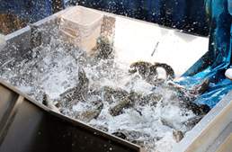 全线猛涨！新鱼再涨0.5元/斤，老鱼冲破十元大关，业者称后市还要涨 | 生鱼周报①