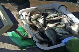 旺季“无鱼可抓”？广东跌0.5元/斤，流通商直言“拉不到鱼”｜高端水产·看上上报价①