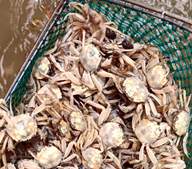 蟹中“爱马仕”：150万只白玉蟹2026限量上市