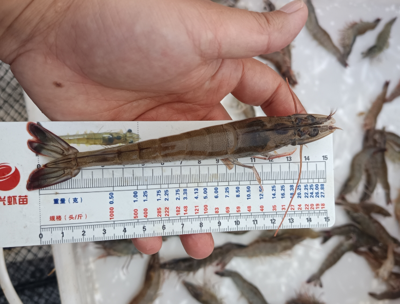 25张棚“满塘红”,棚产突破3000斤,只因他做了这个改变