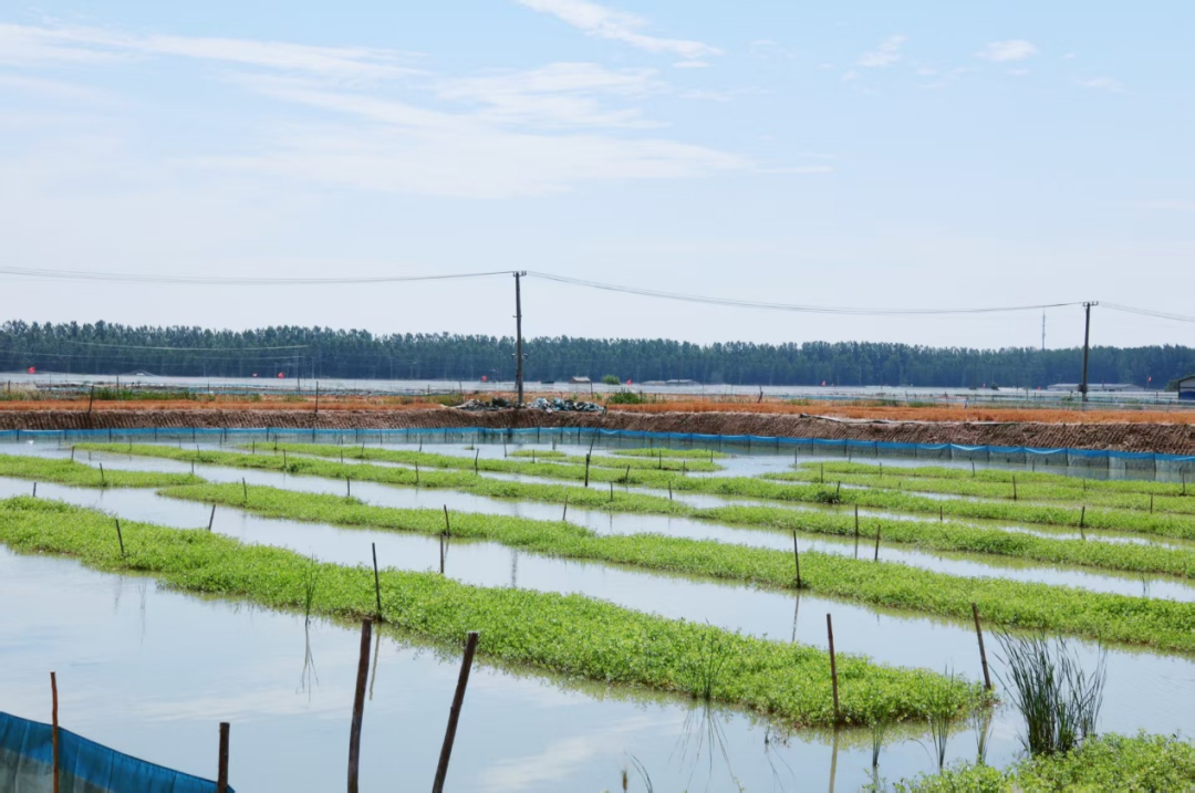 河蟹投苗量增长30%，纯母蟹苗飙至100元/斤