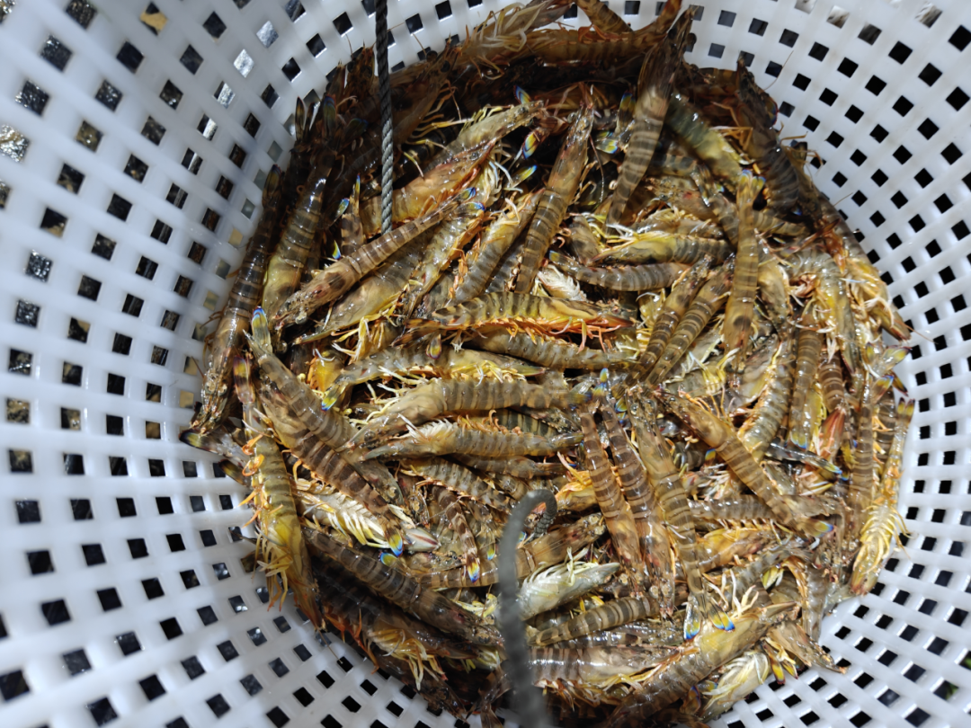 花虾去年产量“腰斩”，超半数养殖户赚钱，有人亩赚10万+