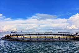 暴利与豪赌！站在十字路口的金鲳养殖户：没点家底，你玩不起！