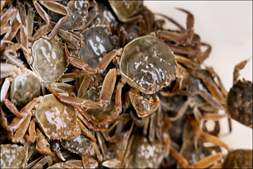 亩投2500-3000只！蟹塘高产背后，硬核稳底是“杀手锏”