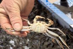 纯母蟹时代到来！他选对了料，中秋前纯母塘抢收8000+纯利