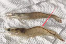 1斤虾仅需1毛钱!精准靶向技术,正在改写孢子虫防控新逻辑