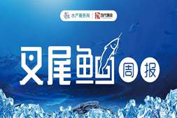 河南鮰鱼价格持续下探!标鱼、大鱼齐跌0.1元/斤,或现“大小同价”