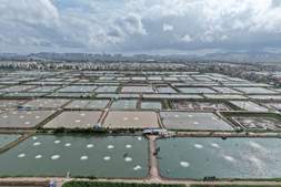 六条替抗路径、五道病毒防线:水产病害防控方法论全解析