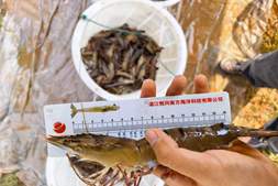 连续7年养虾大赚,今年他一造虾又赚了90万元
