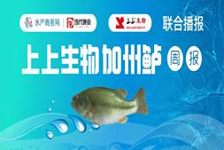 节前备货“不温不火”,广东鲈价涨0.4元/斤!|高端水产·看上上报价㊱