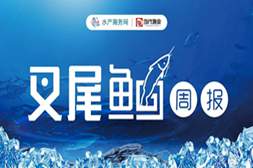 加工厂疯狂收鱼，养殖户却惜售等涨！鮰鱼涨价一触即发？ | 鮰鱼周报㊷